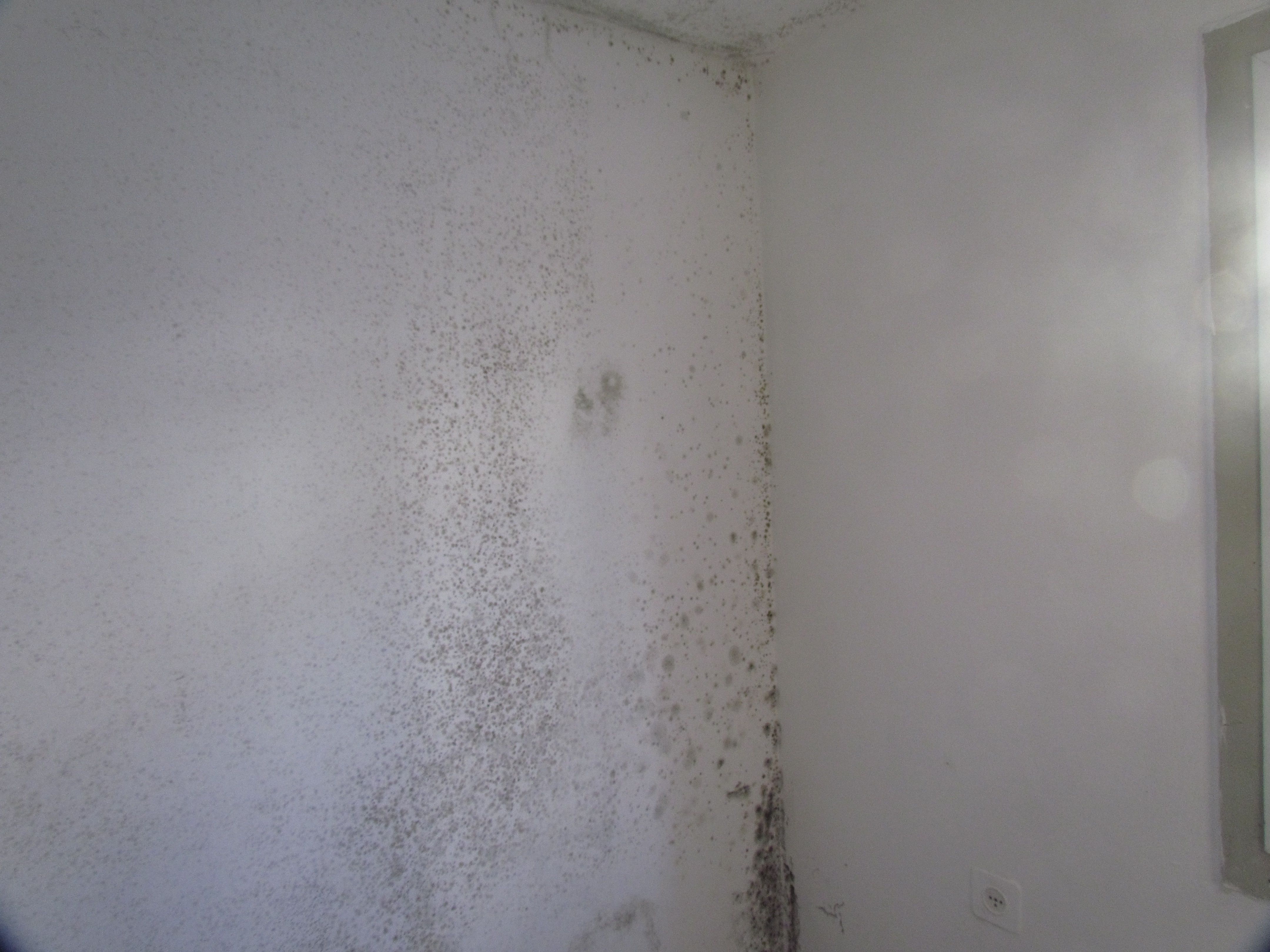 Mould growth on an interior wall surface, a general example of the condition discussed in this guide